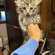 Yeti is registered to the contest to win money with this photo: kitten, cat, gray_tabby, hand, blue_sleeve, indoor, wooden_cabinet, curious, fluffy, meowing, pet, animal, feline, domestic_cat, two_cats, background, floor, home, cute, small