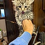 kitten, cat, gray_tabby, hand, blue_sleeve, indoor, wooden_cabinet, curious, fluffy, meowing, pet, animal, feline, domestic_cat, two_cats, background, floor, home, cute, small