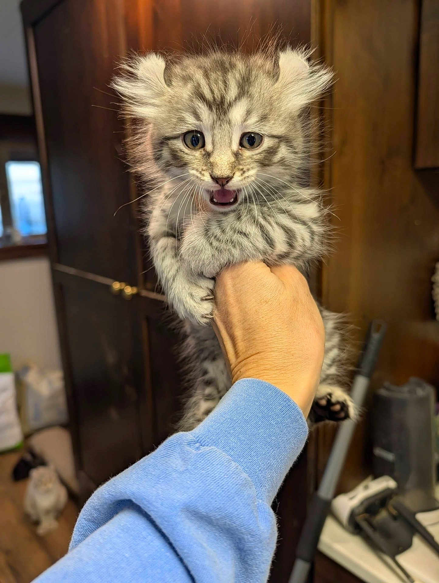 Yeti is registered to the contest to win money with this photo: kitten, cat, gray_tabby, hand, blue_sleeve, indoor, wooden_cabinet, curious, fluffy, meowing, pet, animal, feline, domestic_cat, two_cats, background, floor, home, cute, small