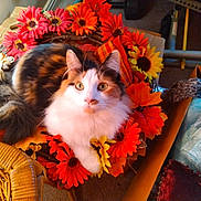 Kloe is registered to the contest to win money with this photo: cat, calico_cat, flower_wreath, artificial_flowers, orange_flowers, yellow_flowers, indoor, wicker_chair, cardboard_box, household_items, autumn_colors, pet, feline, curious, cozy, fur, sitting, close_up, domestic_animal, decor
