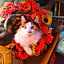 cat, calico_cat, flower_wreath, artificial_flowers, orange_flowers, yellow_flowers, indoor, wicker_chair, cardboard_box, household_items, autumn_colors, pet, feline, curious, cozy, fur, sitting, close_up, domestic_animal, decor