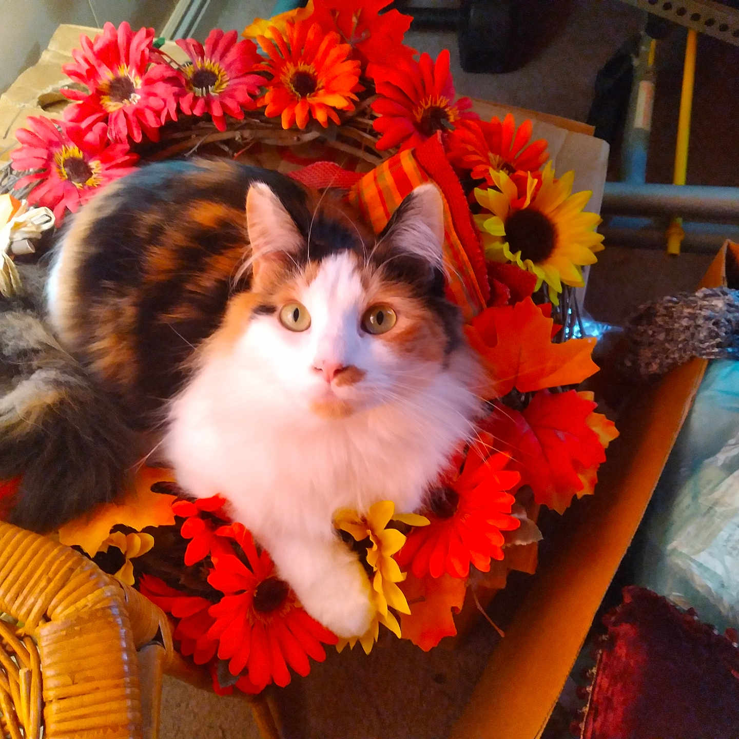 Kloe is registered to the contest to win money with this photo: artificial_flowers, autumn_colors, calico_cat, cardboard_box, cat, close_up, cozy, curious, decor, domestic_animal, feline, flower_wreath, fur, household_items, indoor, orange_flowers, pet, sitting, wicker_chair, yellow_flowers