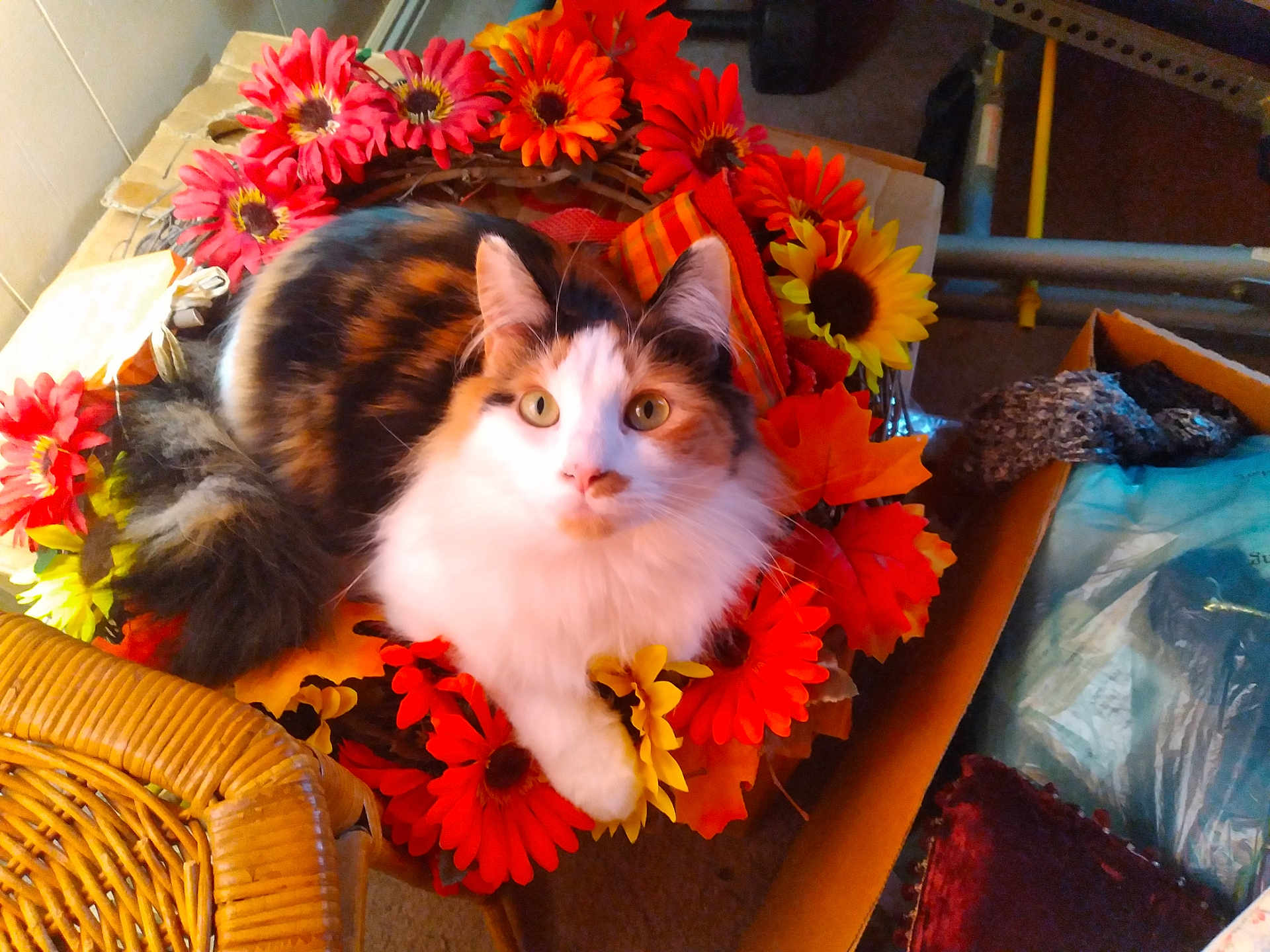 Kloe is registered to the contest to win money with this photo: cat, calico_cat, flower_wreath, artificial_flowers, orange_flowers, yellow_flowers, indoor, wicker_chair, cardboard_box, household_items, autumn_colors, pet, feline, curious, cozy, fur, sitting, close_up, domestic_animal, decor