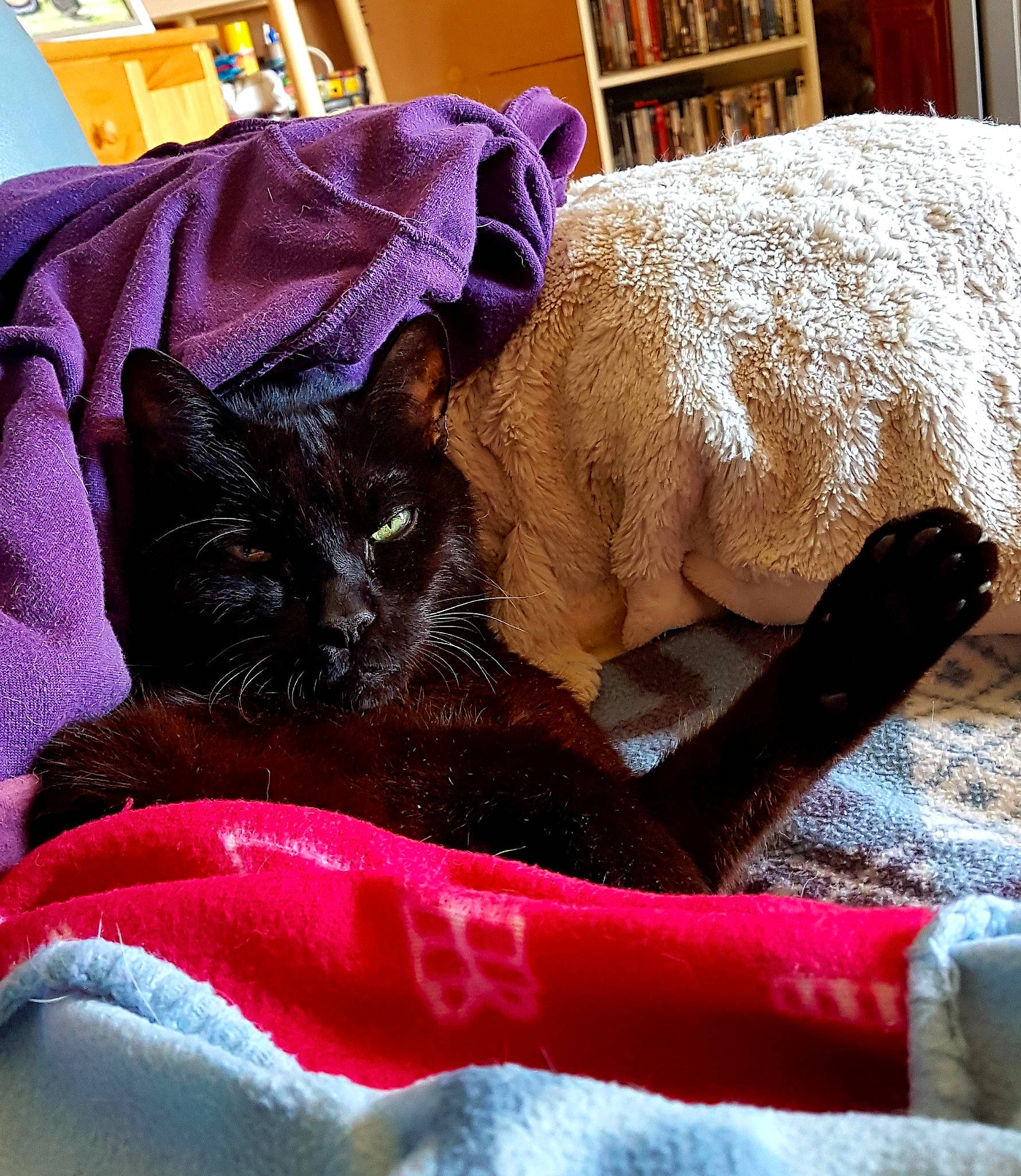 Fidgi participe au concours pour gagner de l'argent avec cette photo : black_cat, bookcase, carnivore, cat, cat_supply, claw, comfort, domestic_short_haired_cat, fawn, felidae, fur, lap, linens, nap, room, shelf, siamese, small_to_medium_sized_cats, tail, whiskers