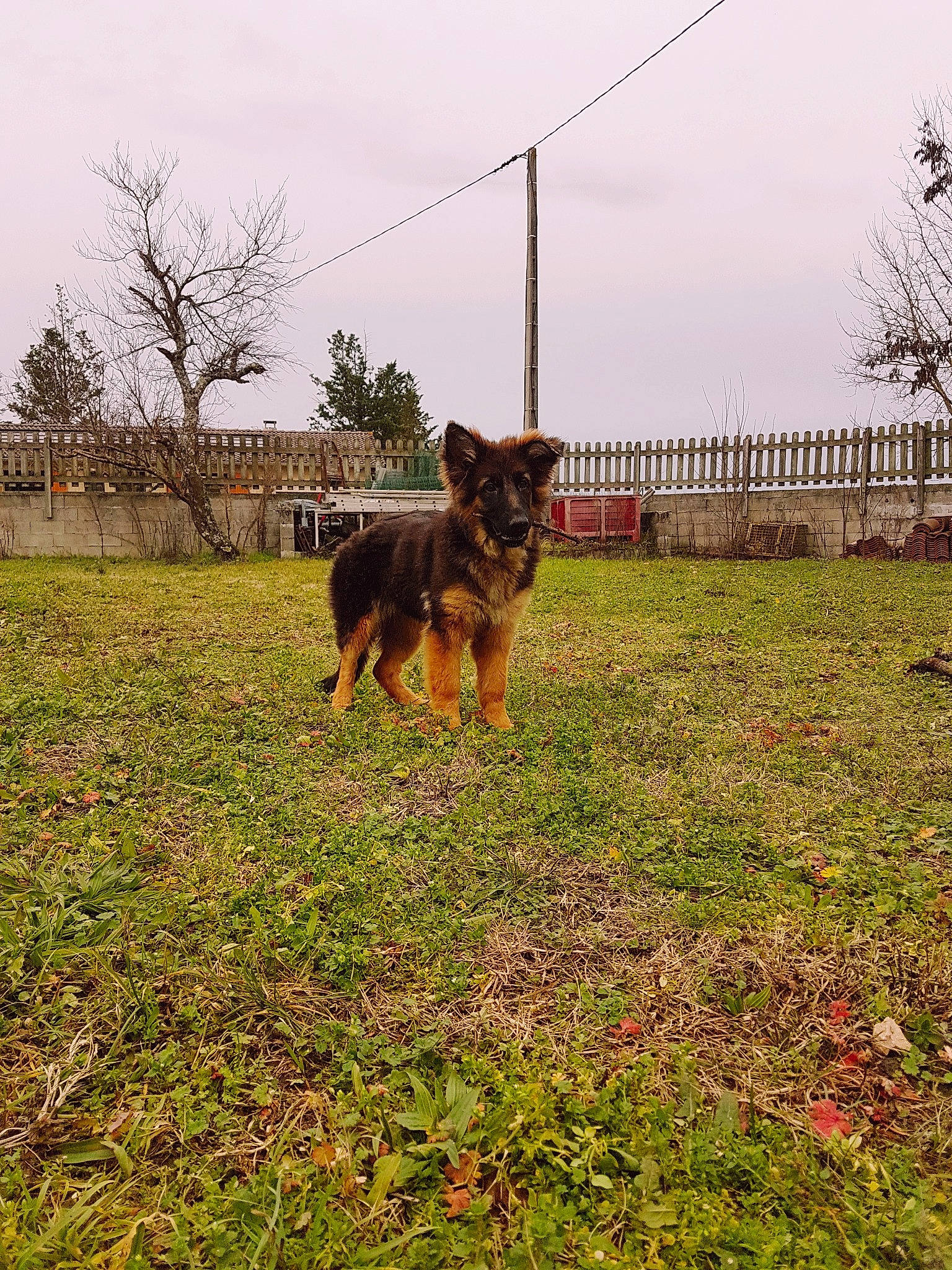 Thaïma participe au concours pour gagner de l'argent avec cette photo : australian_cattle_dog, carnivore, cloud, dog, dog_breed, fawn, fence, german_shepherd_dog, grass, groundcover, herding_dog, lawn, old_german_shepherd_dog, pasture, plant, shrub, sky, sporting_group, tail, tree