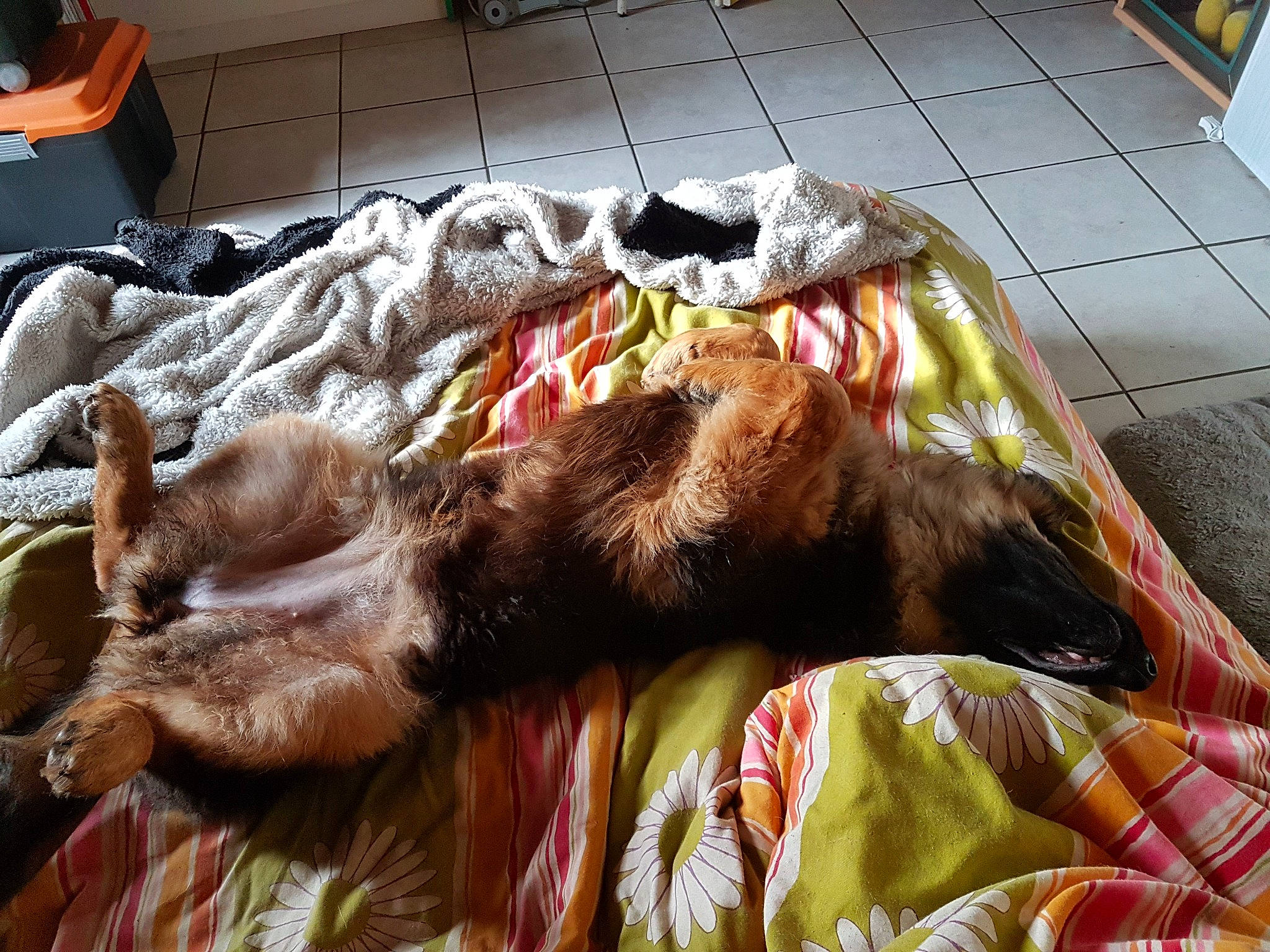 Thaïma a rejoint le concours — aidez-le/la à gagner de superbes lots ! canidae, carnivore, cat, comfort, companion_dog, dog_breed, duvet, fawn, felidae, fur, linens, liver, mammal, small_to_medium_sized_cats, sporting_group, tail, textile, whiskers, wood, working_animal