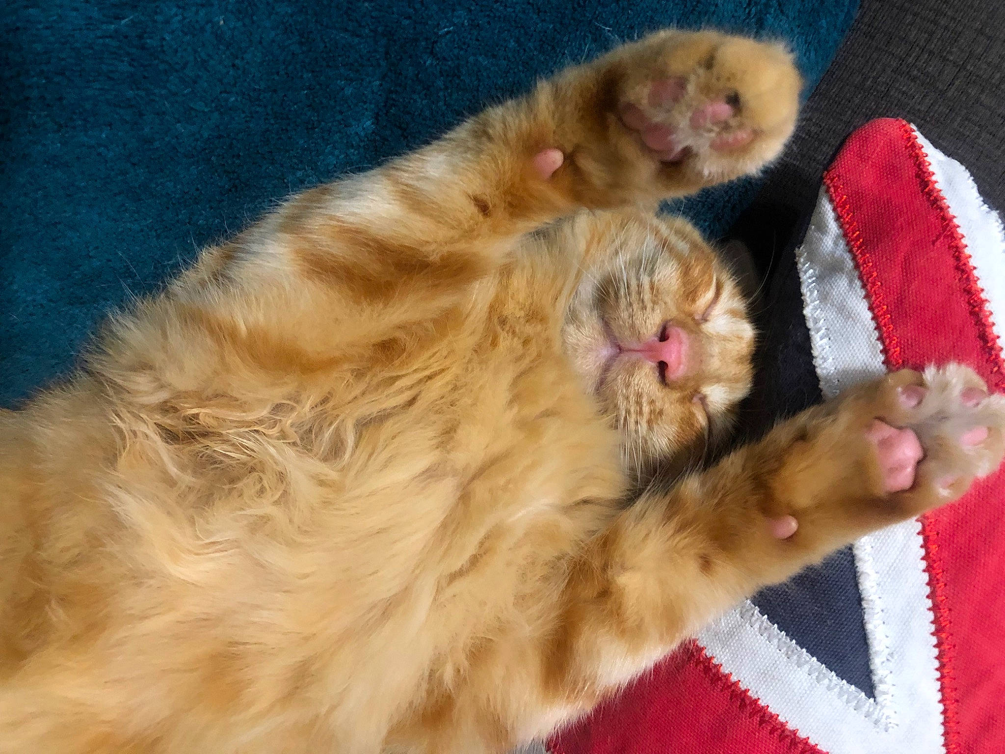 Arès a rejoint le concours — aidez-le/la à gagner de superbes lots ! canidae, carnivore, cat, claw, comfort, companion_dog, dog_breed, fawn, felidae, foot, fur, paw, small_to_medium_sized_cats, snout, sporting_group, tail, terrestrial_animal, toe, whiskers