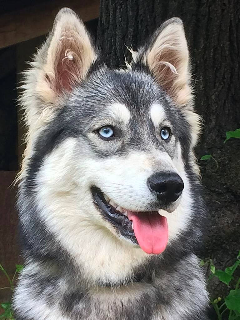Lena a rejoint le concours — aidez-le/la à gagner de superbes lots ! canidae, carnivore, companion_dog, dog, dog_breed, eye, fur, grass, hair, head, human_body, iris, jaw, plant, sled_dog, snout, sporting_group, terrestrial_animal, tree, whiskers