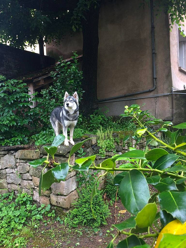 Lena participe au concours pour gagner de l'argent avec cette photo : art, canidae, carnivore, dog, dog_breed, fawn, felidae, grass, lawn_ornament, plant, shrub, siberian_husky, sled_dog, sporting_group, tail, tree, wildlife, window, wolf, working_animal