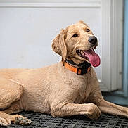 Ike joined the competition — help win amazing prizes! animal, canine, collar, cute, dog, domestic_animal, friendly, fur, golden_retriever, happy, indoor, laying_down, mat, paw, pet, playful, puppy, smiling, tongue_out, young
