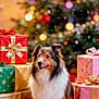 dog, christmas_tree, presents, gift_wrapping, ribbon, bow, holiday, festive, snowflakes, blurred_background, celebration, decorations, fluffy, happy, pet, indoor, colorful, seasonal, warm_lighting, portrait