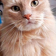 Barbouille participe au concours pour gagner de l'argent avec cette photo : alert, animal, cat, close_up, curious, cute, domestic_animal, eyes, face, feline, fluffy, indoor, indoors, mammal, orange_cat, pet, portrait, soft_fur, whiskers, whiskers_visible