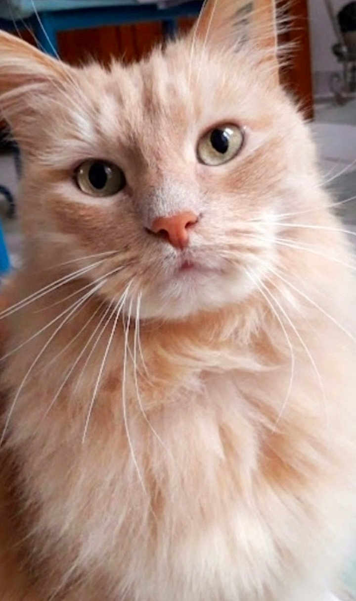 Barbouille participe au concours pour gagner de l'argent avec cette photo : alert, animal, cat, close_up, curious, cute, domestic_animal, eyes, face, feline, fluffy, indoor, indoors, mammal, orange_cat, pet, portrait, soft_fur, whiskers, whiskers_visible