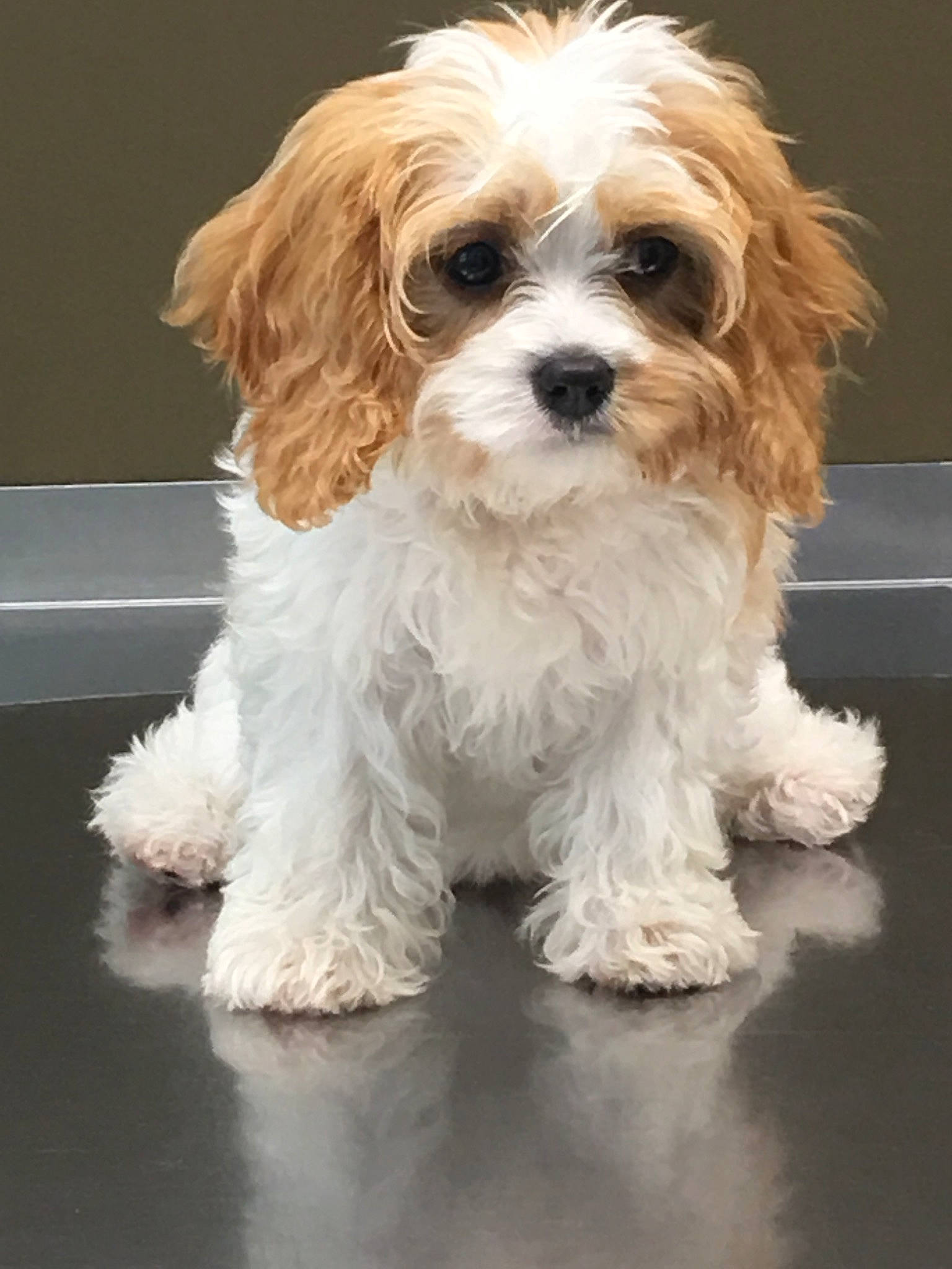 Anya is registered to the contest to win money with this photo: canidae, carnivore, cavachon, cavalier_king_charles_spaniel, cavapoo, cockapoo, companion_dog, dog, dog_breed, king_charles_spaniel, maltepoo, mammal, petit_basset_griffon_vendeen, puppy, rare_breed_dog, shih_poo, shih_tzu, snout, sporting_group, vertebrate