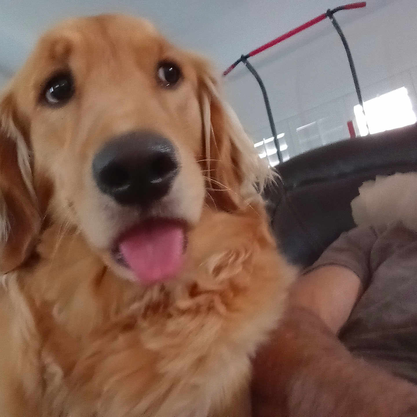 Birdie is registered to the contest to win money with this photo: animal, casual, close_up, companion, couch, cute, dog, friendly, fur, golden_retriever, home, indoor, living_room, person, pet, portrait, relaxed, tongue, tongue_out, window