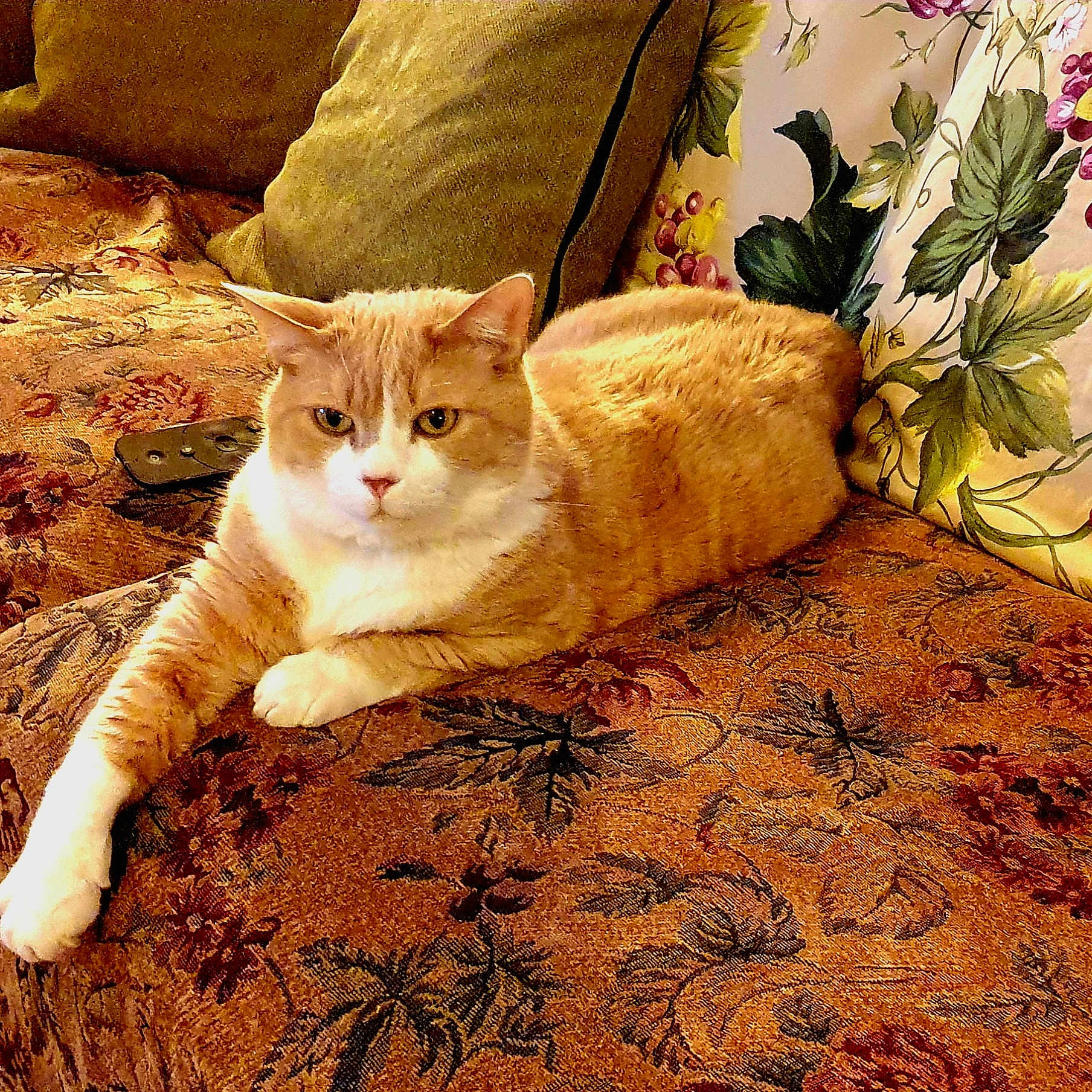 Ernesto a rejoint le concours — aidez-le/la à gagner de superbes lots ! cat, comfort, couch, cozy, cushion, domestic_animal, feline, floral_pattern, fur, home, indoor, laying_down, orange_cat, patterned_fabric, paw, pet, relaxed, resting, sofa, white_cat