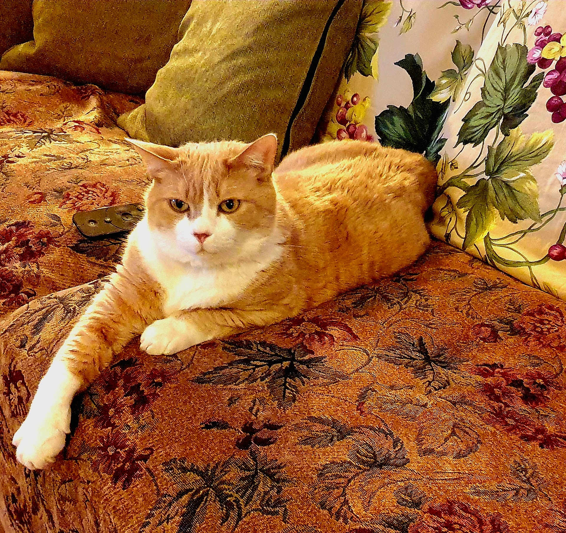 Ernesto a rejoint le concours — aidez-le/la à gagner de superbes lots ! cat, orange_cat, white_cat, sofa, couch, cushion, indoor, pet, feline, relaxed, resting, patterned_fabric, floral_pattern, home, comfort, domestic_animal, paw, fur, laying_down, cozy