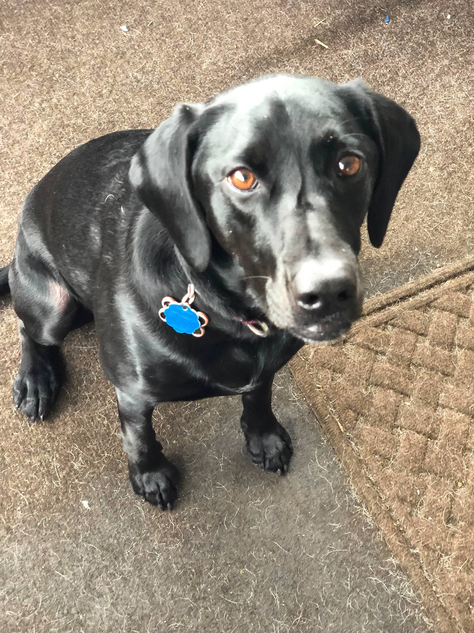 Gracie Lou is registered to the contest to win money with this photo: beagador, blue_lacy, borador, canidae, carnivore, companion_dog, dachshund, dog, dog_breed, eurohound, hunting_dog, labrador_retriever, mammal, puppy, rare_breed_dog, snout, sporting_group, weimaraner, whiskers