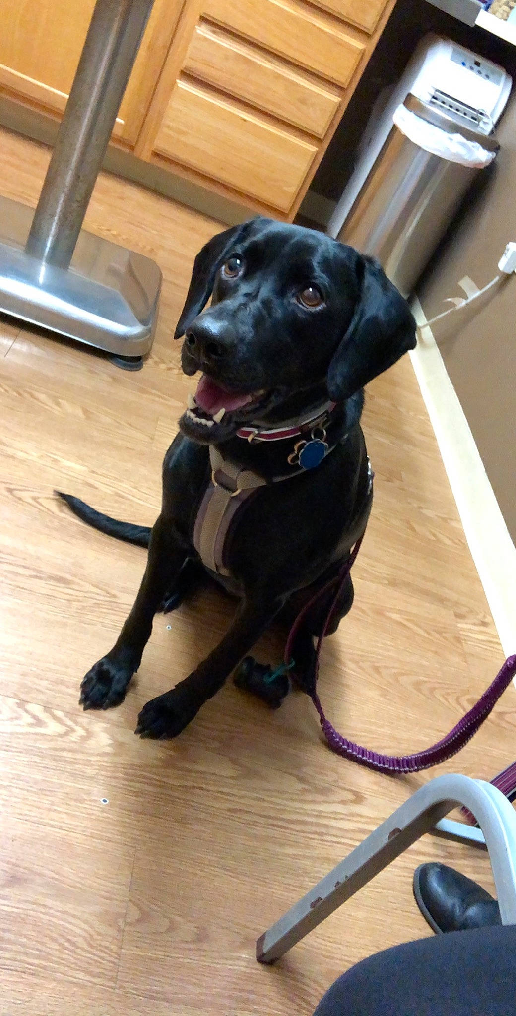 Gracie Lou joined the competition — help win amazing prizes! beagador, blue_lacy, borador, canidae, carnivore, companion_dog, dog, dog_breed, dog_collar, labrador_retriever, patterdale_terrier, puppy, rare_breed_dog, retriever, snout, sporting_group
