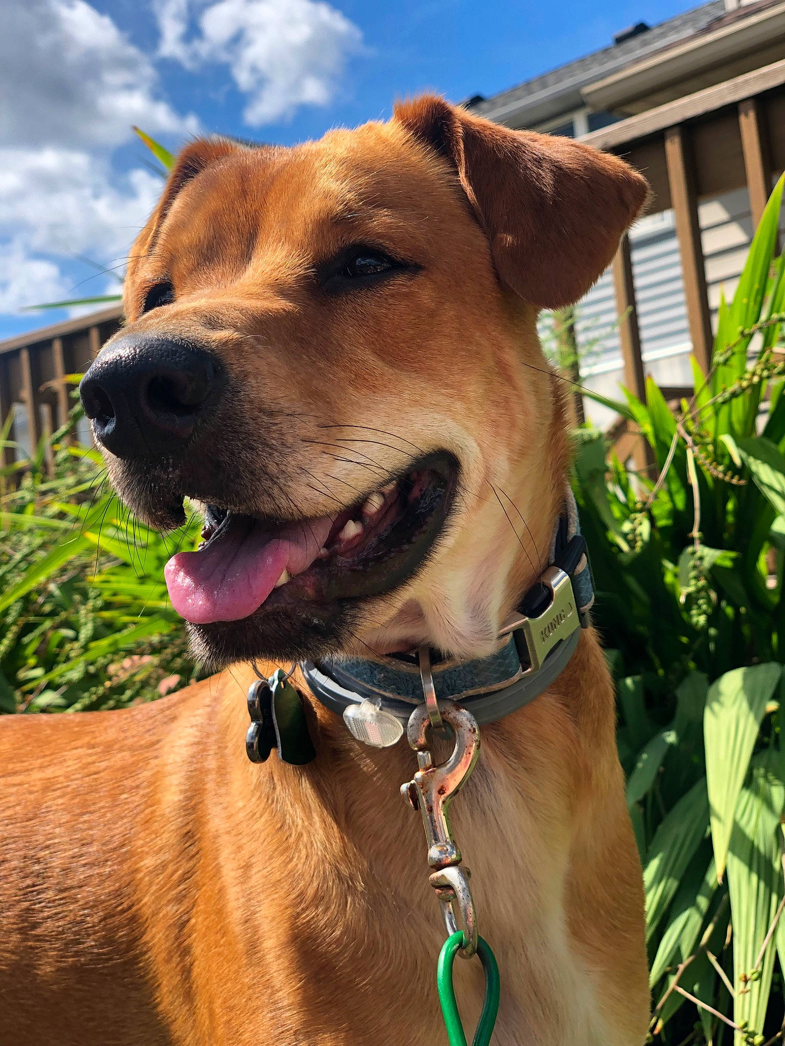Koda joined the competition — help win amazing prizes! black_mouth_cur, canidae, carnivore, collar, dog, dog_breed, dog_collar, fawn, leash, mammal, potcake_dog, rare_breed_dog, snout, sporting_group, tosa, vertebrate