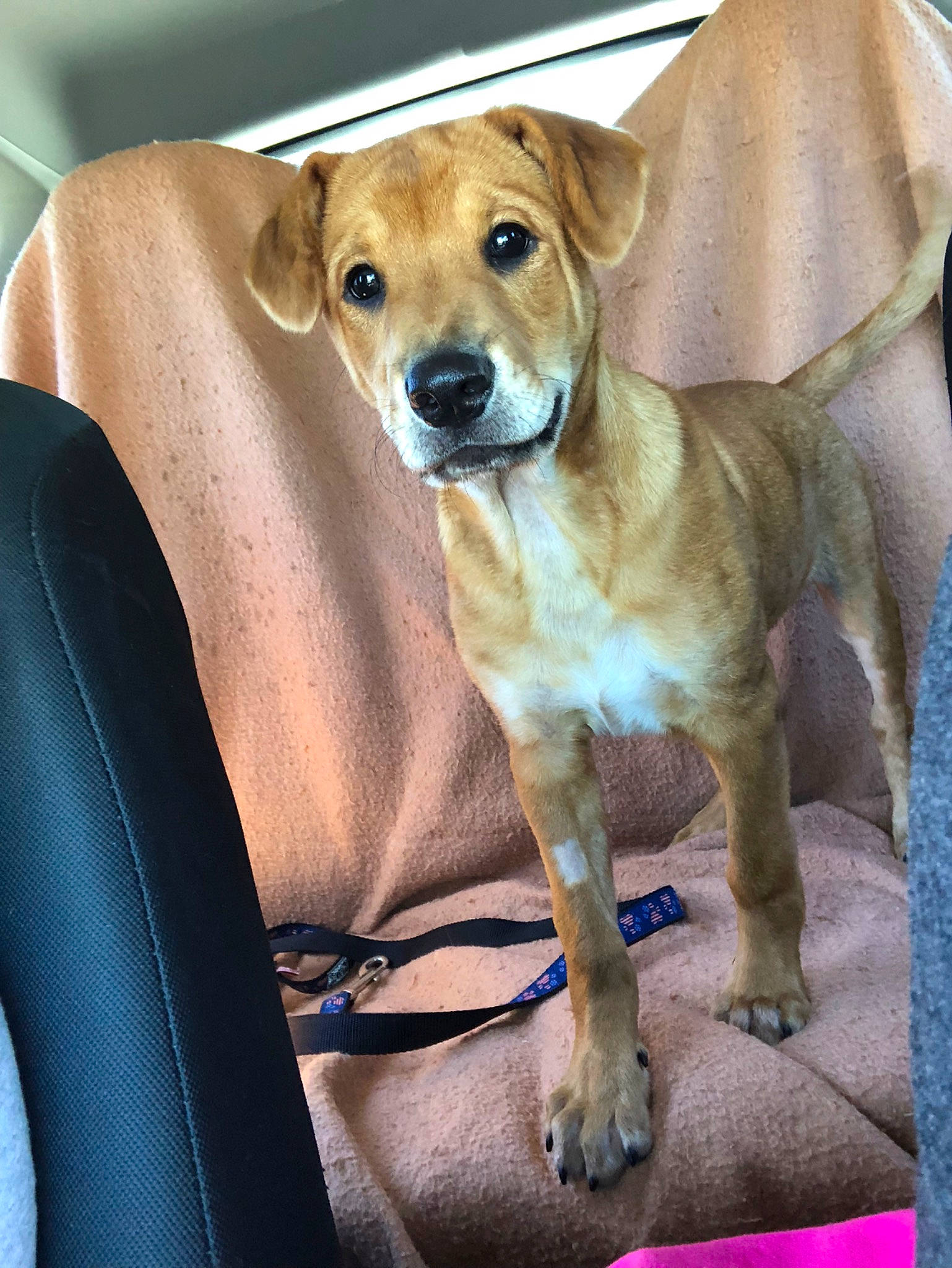 Koda is registered to the contest to win money with this photo: black_mouth_cur, canidae, carnivore, companion_dog, dog, dog_breed, fawn, labrador_retriever, mammal, mountain_cur, potcake_dog, puppy, rare_breed_dog, rhodesian_ridgeback, snout, sporting_group, vertebrate, whiskers