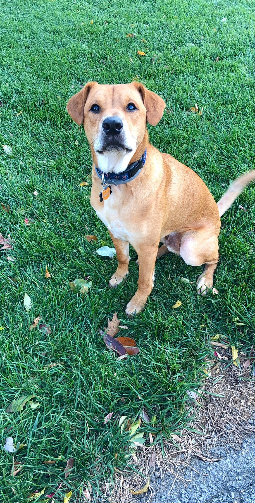 Koda joined the competition — help win amazing prizes! beagador, black_mouth_cur, canidae, carlin_pinscher, carnivore, companion_dog, dog, dog_breed, fawn, grass, mammal, perro_de_presa_mallorquin, plant, puggle, puppy, rare_breed_dog, snout, sporting_group, vertebrate