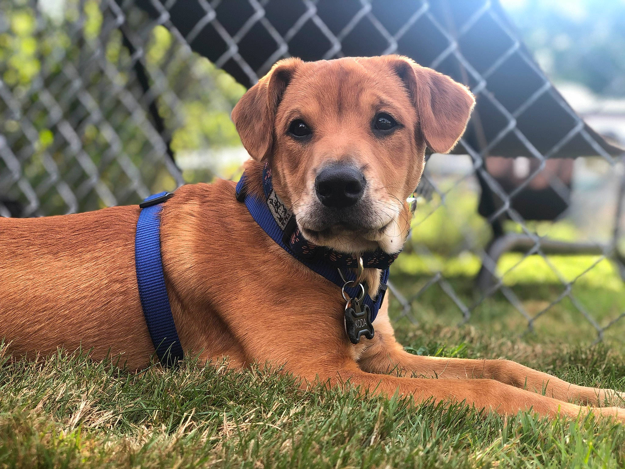 Koda joined the competition — help win amazing prizes! austrian_pinscher, black_mouth_cur, broholmer, canidae, carnivore, companion_dog, dog, dog_breed, fawn, hound, hunting_dog, mammal, mountain_cur, portuguese_pointer, rare_breed_dog, rhodesian_ridgeback, snout, sporting_group, tosa, vertebrate