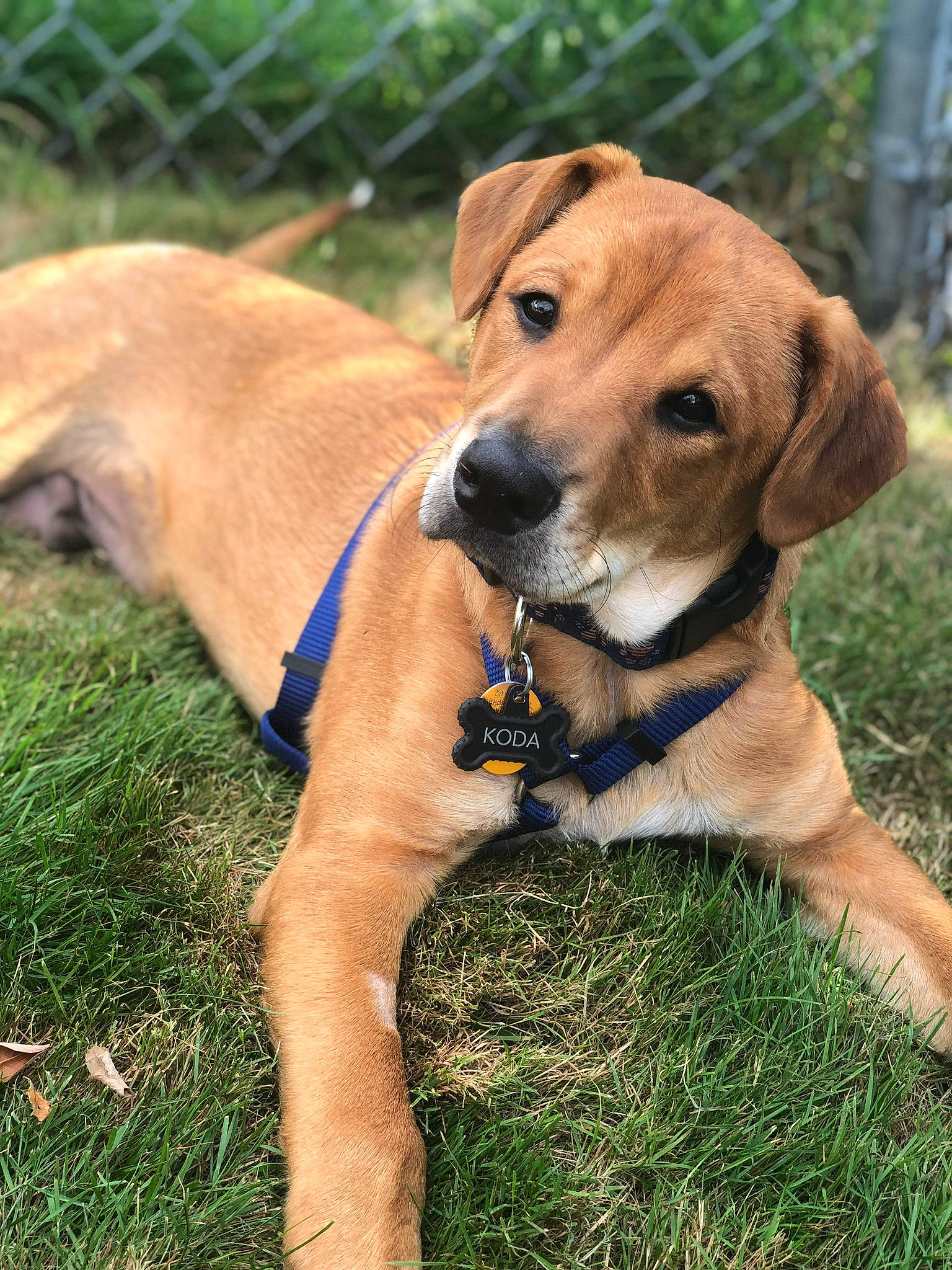 Koda joined the competition — help win amazing prizes! beagador, black_mouth_cur, broholmer, canidae, carnivore, companion_dog, dog, dog_breed, fawn, grass, mammal, mountain_cur, portuguese_pointer, puppy, rare_breed_dog, rhodesian_ridgeback, snout, sporting_group, tosa, vertebrate