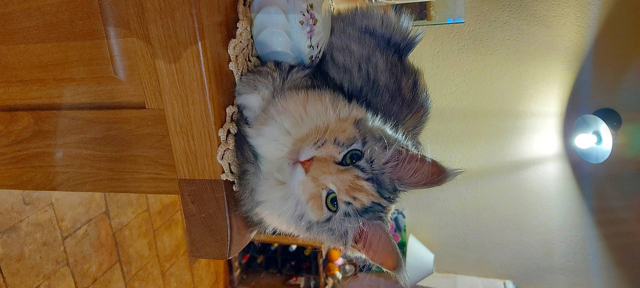 Thalie participe au concours pour gagner de l'argent avec cette photo : art, carnivore, cat, claw, companion_dog, domestic_short_haired_cat, fawn, felidae, flooring, fur, hardwood, paw, plank, small_to_medium_sized_cats, snout, tail, varnish, whiskers, wood, wood_stain