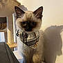 kitten, cat, plaid_bandana, buttons, fluffy, siamese, pet, indoor, furniture, cat_tree, shadow, cute, young, animal, whiskers, ears, paws, fur, domestic, adorable