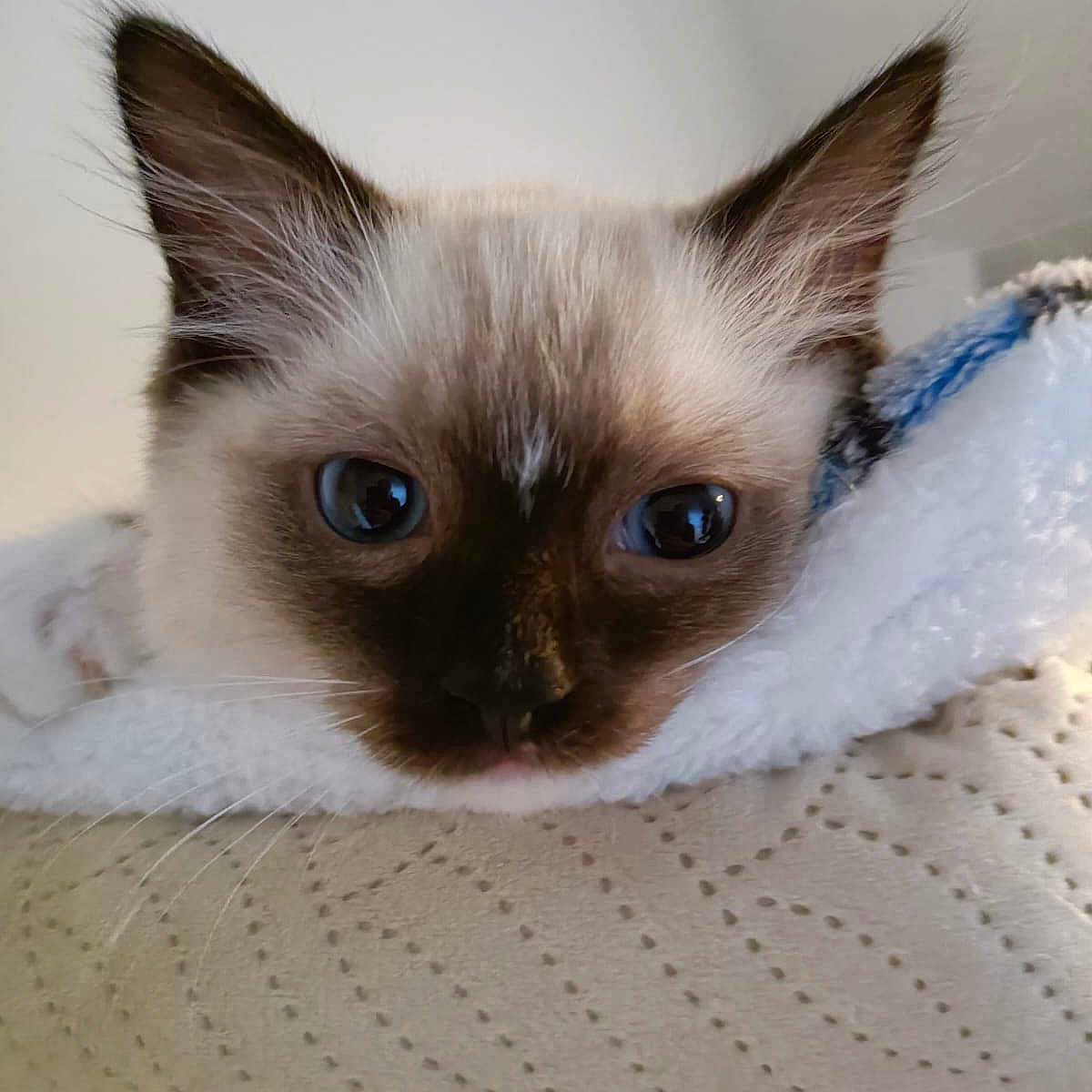 Ares a rejoint le concours — aidez-le/la à gagner de superbes lots ! animal, blanket, blue_eyes, cat, close_up, cozy, cute, ears, face, fur, indoor, kitten, nose, pet, resting, siamese, sleepy, soft_texture, whiskers, young