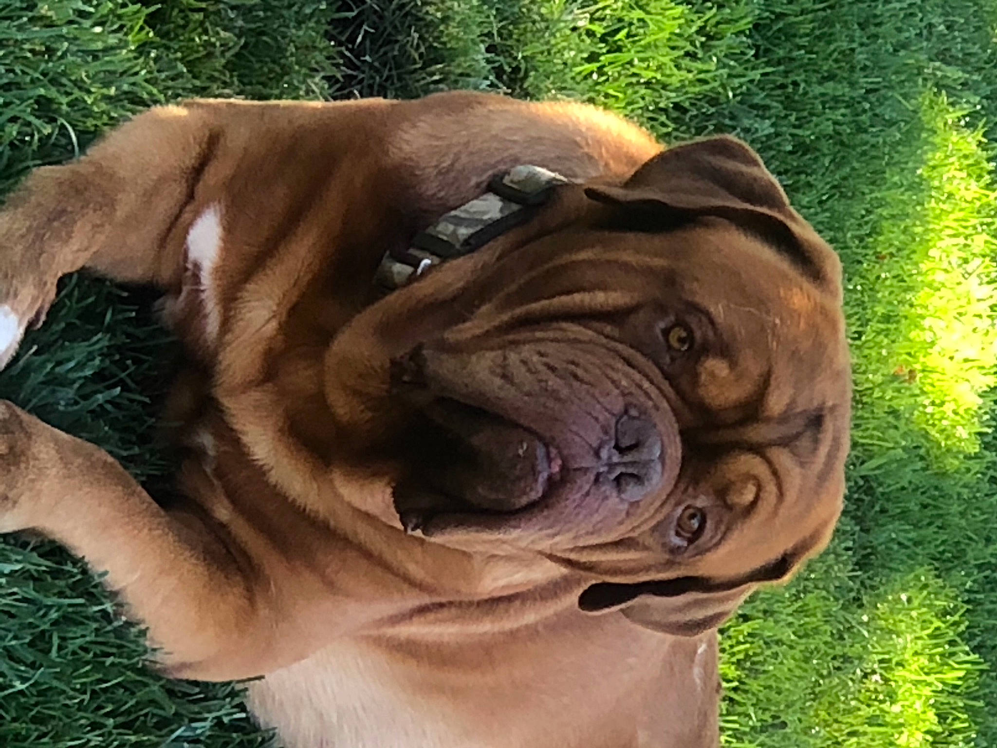 Titan joined the competition — help win amazing prizes! canidae, carnivore, collar, companion_dog, dog, dog_breed, dog_collar, eye, fawn, grass, human_body, liver, plant, snout, sporting_group, sunglasses, terrestrial_animal, wildlife, working_animal, wrinkle