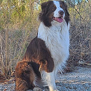 Bert joined the competition — help win amazing prizes! dog, outdoor, sitting, happy, tongue_out, fur, nature, bushes, trees, rocky_ground, canine, pet, animal, brown_fur, white_fur, sunlight, portrait, fluffy, alert, quiet