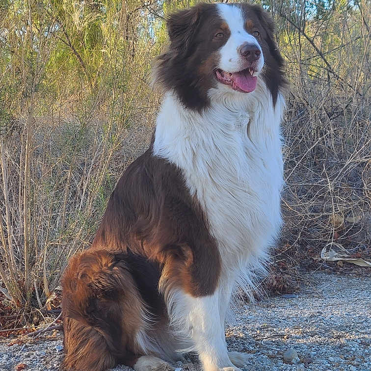 Bert joined the competition — help win amazing prizes! alert, animal, brown_fur, bushes, canine, dog, fluffy, fur, happy, nature, outdoor, pet, portrait, quiet, rocky_ground, sitting, sunlight, tongue_out, trees, white_fur