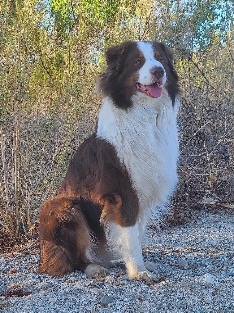 Bert joined the competition — help win amazing prizes! dog, outdoor, sitting, happy, tongue_out, fur, nature, bushes, trees, rocky_ground, canine, pet, animal, brown_fur, white_fur, sunlight, portrait, fluffy, alert, quiet