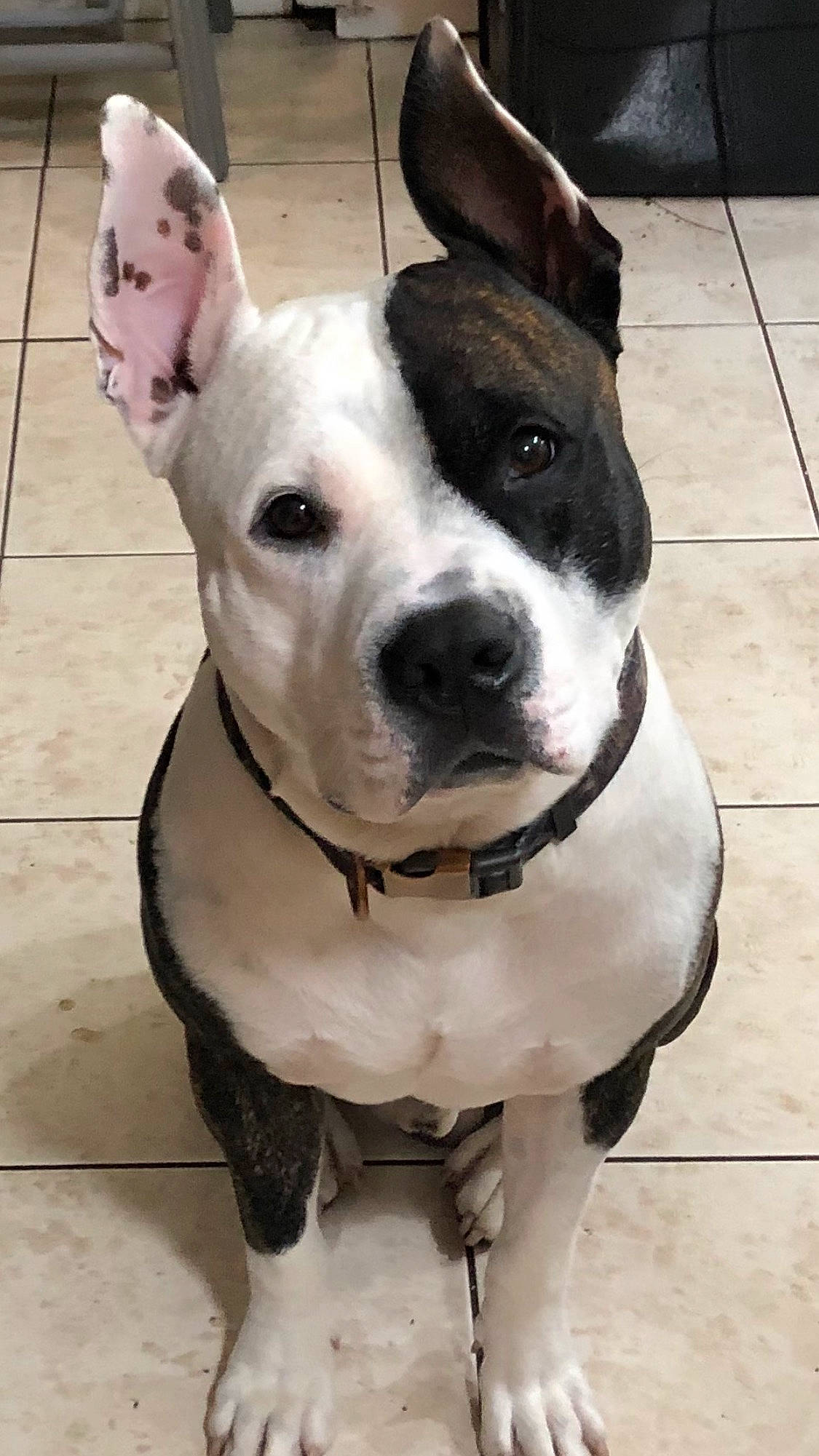 Macho joined the competition — help win amazing prizes! canidae, carnivore, collar, companion_dog, dog, dog_breed, dog_collar, ear, fawn, flooring, fur, guard_dog, leash, non_sporting_group, pet_supply, snout, sporting_group, whiskers, window, working_animal