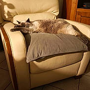 Lipton participe au concours pour gagner de l'argent avec cette photo : cat, sleeping, armchair, pillow, indoor, cozy, feline, resting, cream_leather, wooden_furniture, tile_floor, pet, relaxation, fur, domestic_animal, calm, home, comfy, animal, shadow