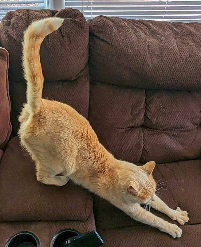 Vixen joined the competition — help win amazing prizes! carnivore, cat, claw, comfort, couch, domestic_short_haired_cat, fawn, felidae, flooring, fur, hardwood, human_leg, linens, mobile_phone, small_to_medium_sized_cats, tail, terrestrial_animal, textile, whiskers, wood