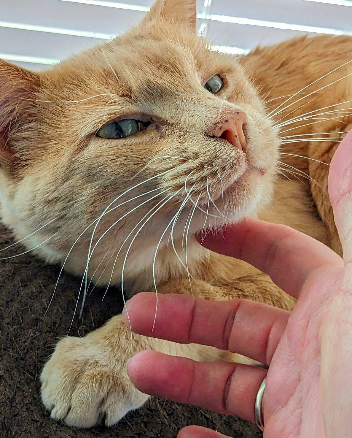 Vixen is registered to the contest to win money with this photo: carnivore, cat, claw, close_up, comfort, domestic_short_haired_cat, ear, fawn, felidae, fur, gesture, nail, paw, pet_supply, small_to_medium_sized_cats, snout, thumb, whiskers