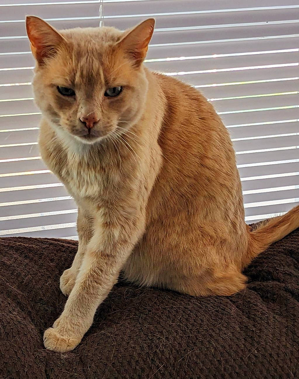 Vixen joined the competition — help win amazing prizes! carnivore, cat, claw, comfort, domestic_short_haired_cat, fawn, felidae, fur, paw, small_to_medium_sized_cats, snout, tail, terrestrial_animal, whiskers, wildlife, window, wood