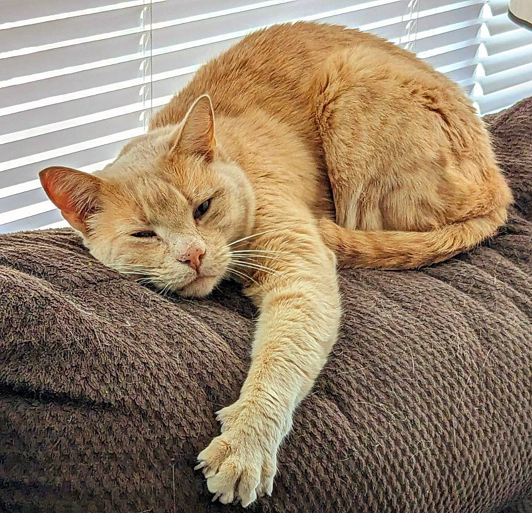 Vixen joined the competition — help win amazing prizes! carnivore, cat, cat_supply, claw, comfort, domestic_short_haired_cat, fawn, felidae, fur, nap, paw, pet_supply, sitting, sleep, small_to_medium_sized_cats, snout, tail, terrestrial_animal, whiskers, wildlife