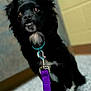 animal, black_dog, blurred_background, canine, closeup, collar, curious, cute, dog, domestic_animal, floor, furry, indoor, leash, pet, portrait, purple_leash, small_dog, spotted_paws, white_chest