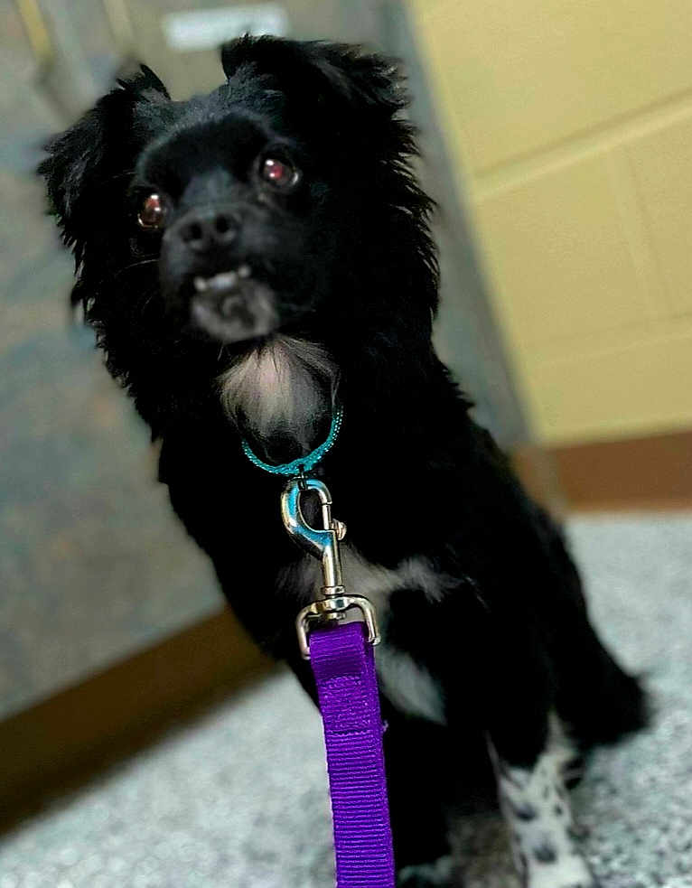 Skyy joined the competition — help win amazing prizes! dog, black_dog, indoor, collar, leash, purple_leash, curious, pet, animal, small_dog, white_chest, spotted_paws, floor, blurred_background, canine, closeup, domestic_animal, cute, portrait, furry