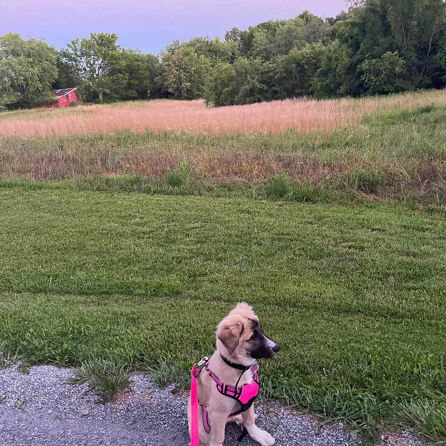 Nova is registered to the contest to win money with this photo: accessories, animal, canine, dog, face, field, grass, grassland, head, hound, nature, outdoors, person, pet, photography, plant, puppy, strap, tree, vegetation