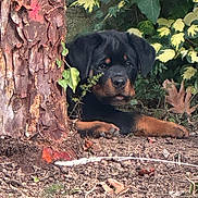 Attilla participe au concours pour gagner de l'argent avec cette photo : dog, puppy, rottweiler, black_and_tan, animal, pet, outdoors, garden, forest, tree, tree_trunk, foliage, leaves, nature, lying_down, paws, portrait, camouflage, alert, ground