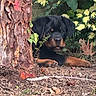 dog, puppy, rottweiler, black_and_tan, animal, pet, outdoors, garden, forest, tree, tree_trunk, foliage, leaves, nature, lying_down, paws, portrait, camouflage, alert, ground