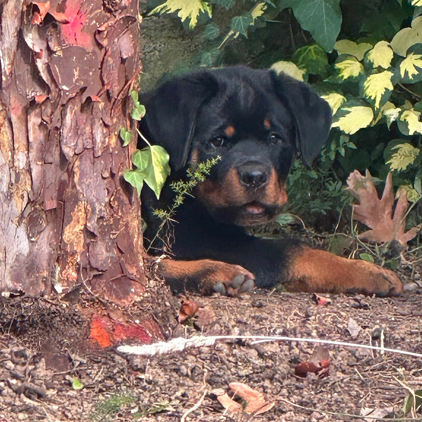 Attilla participe au concours pour gagner de l'argent avec cette photo : dog, puppy, rottweiler, black_and_tan, animal, pet, outdoors, garden, forest, tree, tree_trunk, foliage, leaves, nature, lying_down, paws, portrait, camouflage, alert, ground