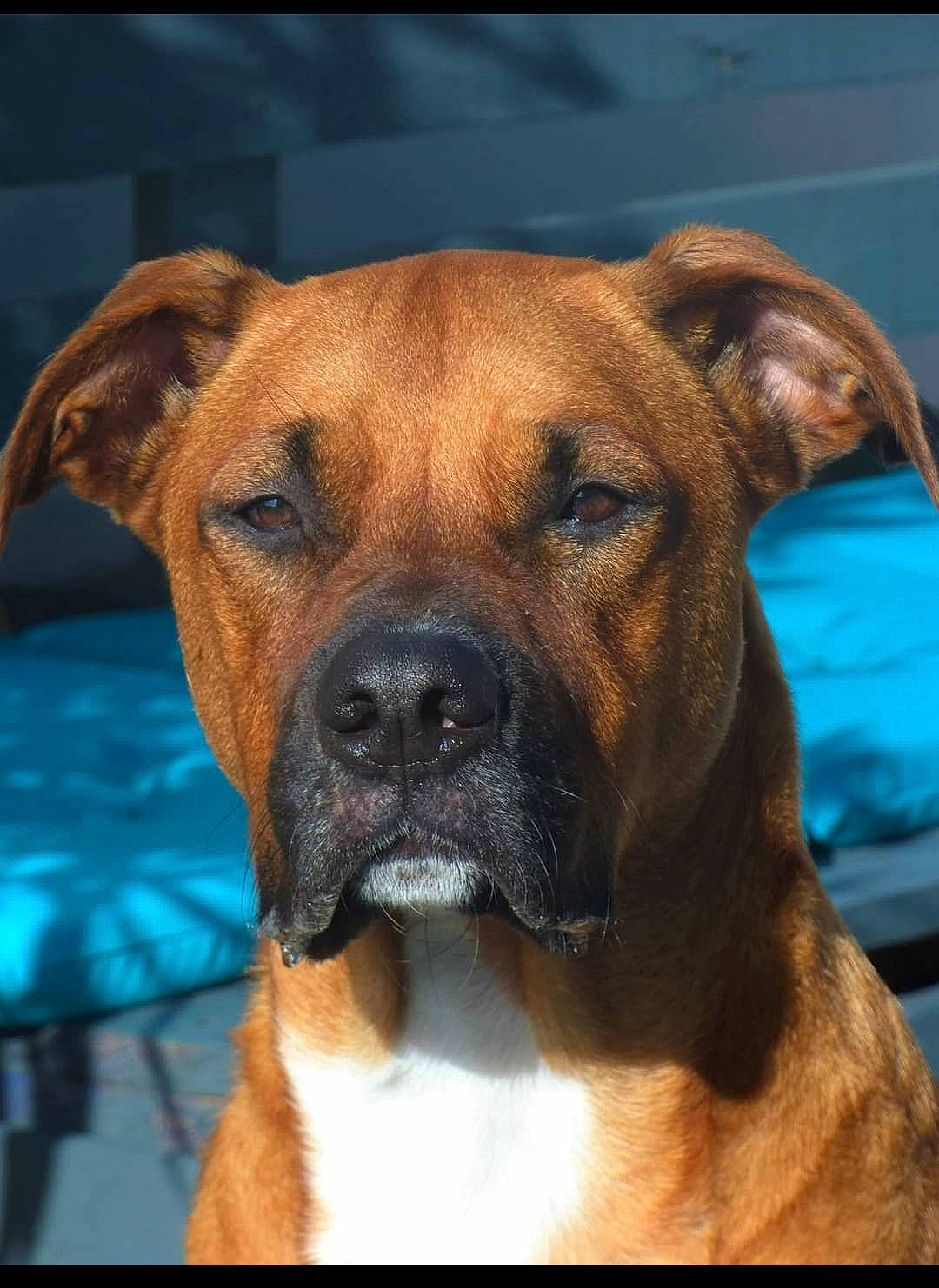 Nasty participe au concours pour gagner de l'argent avec cette photo : alano_espanol, ancient_dog_breeds, black_mouth_cur, boxer, bullmastiff, canidae, carnivore, dog, dog_breed, fawn, mammal, non_sporting_group, perro_de_presa_mallorquin, rare_breed_dog, snout, sporting_group, tosa, vertebrate, whiskers