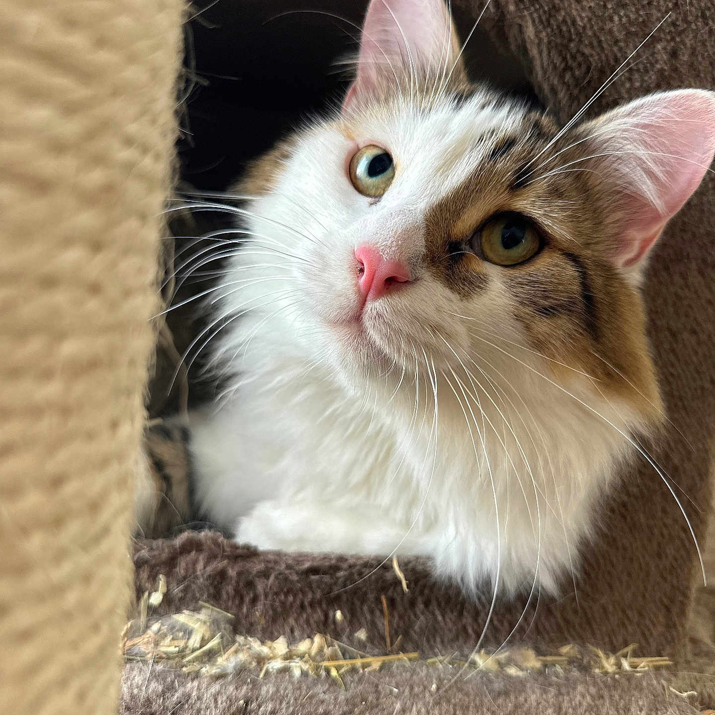Smooky a rejoint le concours — aidez-le/la à gagner de superbes lots ! animal, carpet, cat, cat_tree, closeup, cozy, curious, cute, eyes, feline, fluffy, fur, indoor, mammal, pet, pink_nose, portrait, relaxed, soft, whiskers