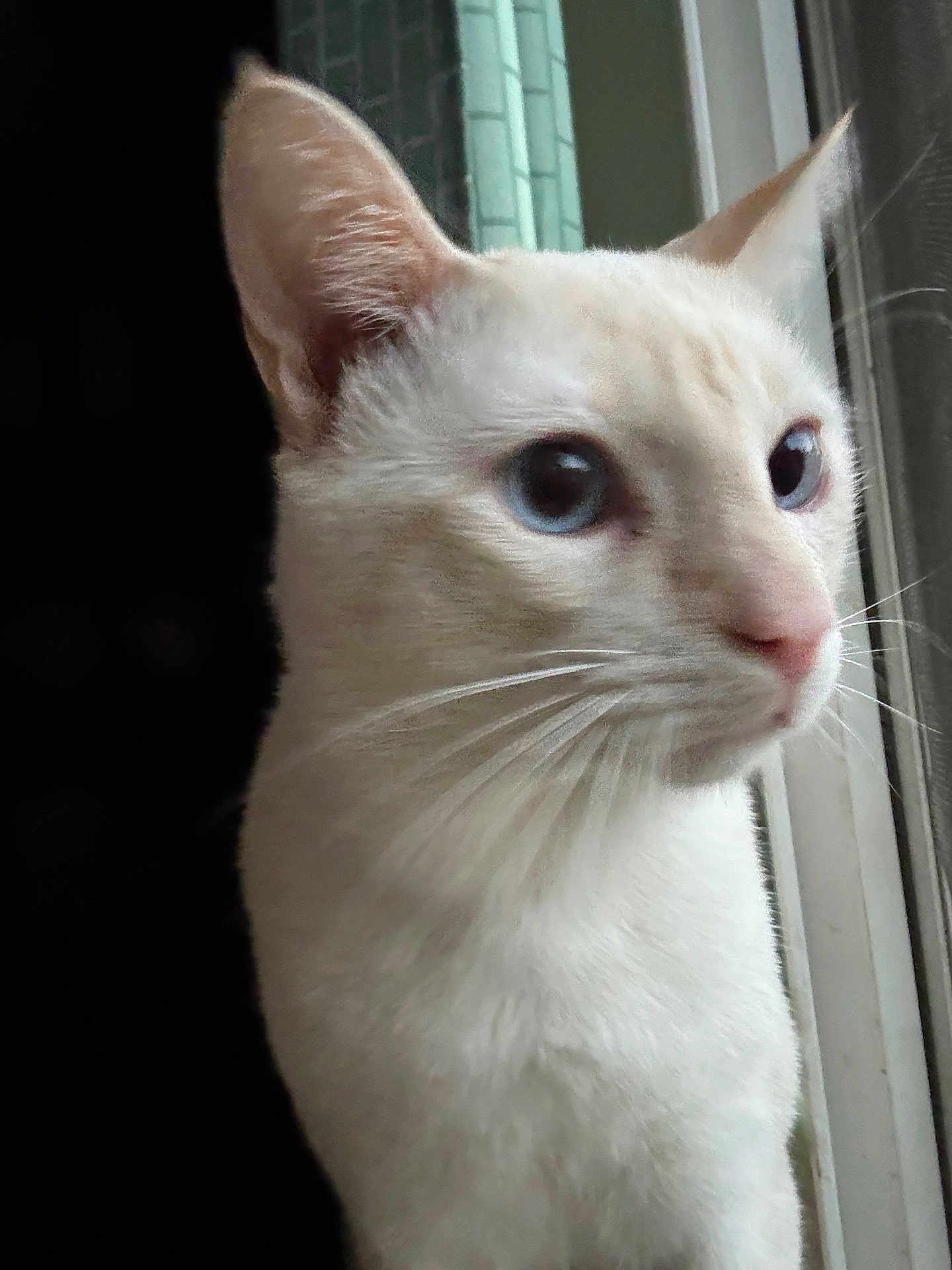Michi is registered to the contest to win money with this photo: cat, blue_eyes, whiskers, window, cream_colored, close_up, pet, animal, feline, looking, side_view, indoor, soft_light, curious, mammal, portrait, domestic_cat, ears, nose, fur